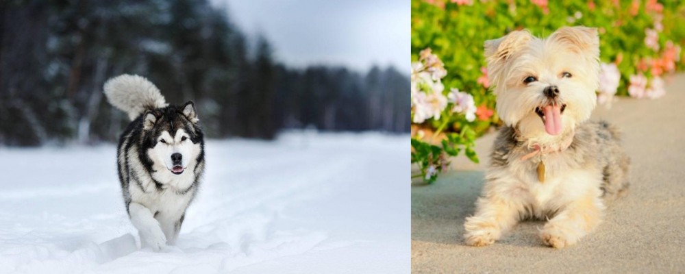 Morkie vs Siberian Husky - Breed Comparison