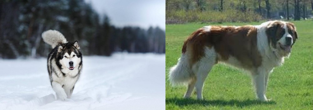 Moscow Watchdog vs Siberian Husky - Breed Comparison