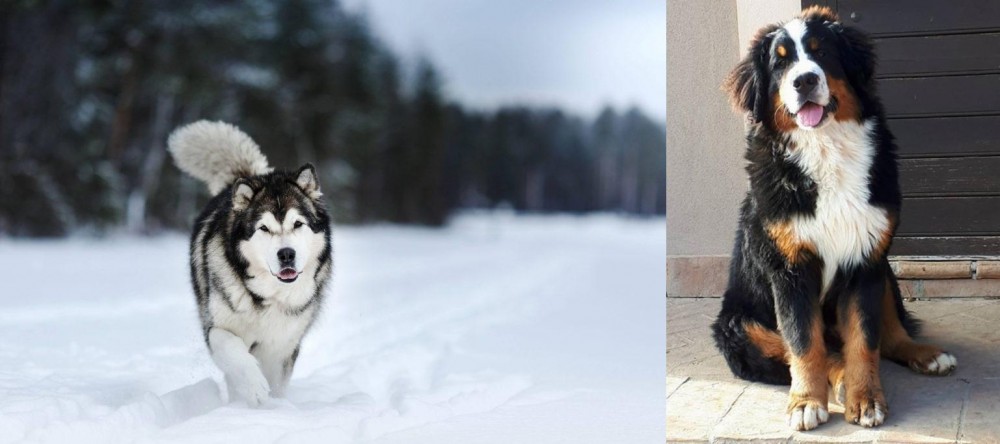 Mountain Burmese vs Siberian Husky - Breed Comparison