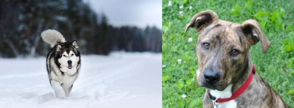 Mountain Cur vs Siberian Husky - Breed Comparison