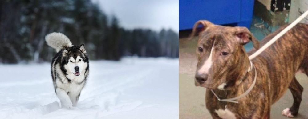 Mountain View Cur vs Siberian Husky - Breed Comparison