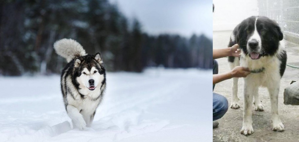 Mucuchies vs Siberian Husky - Breed Comparison