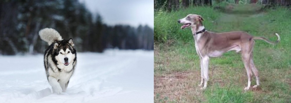 Mudhol Hound vs Siberian Husky - Breed Comparison
