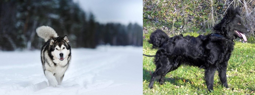 Mudi vs Siberian Husky - Breed Comparison