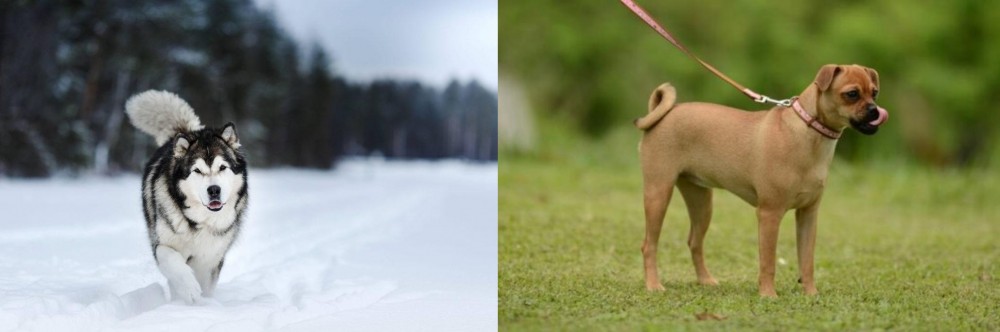 Muggin vs Siberian Husky - Breed Comparison