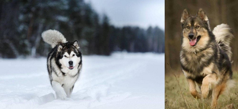 Native American Indian Dog vs Siberian Husky - Breed Comparison