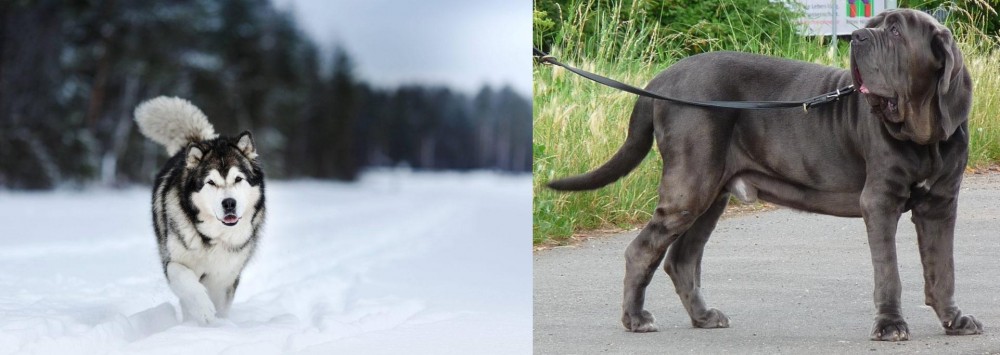 Neapolitan Mastiff vs Siberian Husky - Breed Comparison