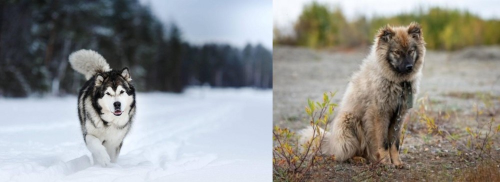 Nenets Herding Laika vs Siberian Husky - Breed Comparison