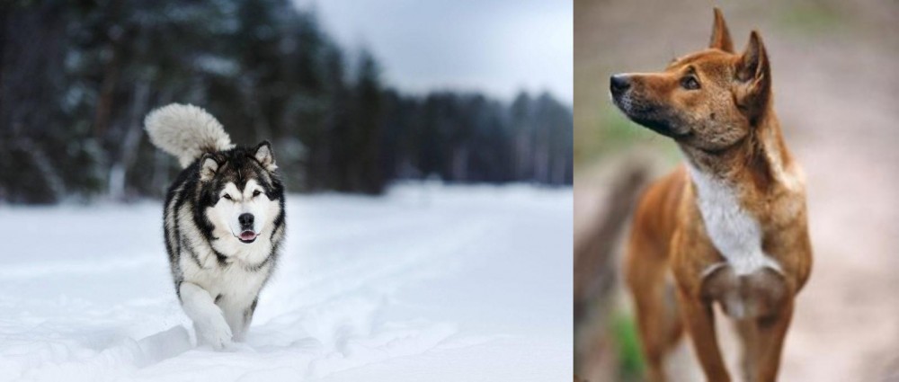 New Guinea Singing Dog vs Siberian Husky - Breed Comparison