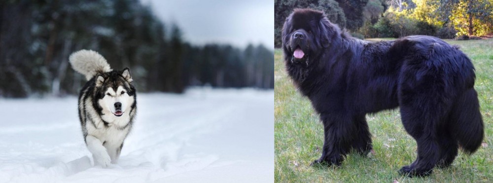 Newfoundland Dog vs Siberian Husky - Breed Comparison