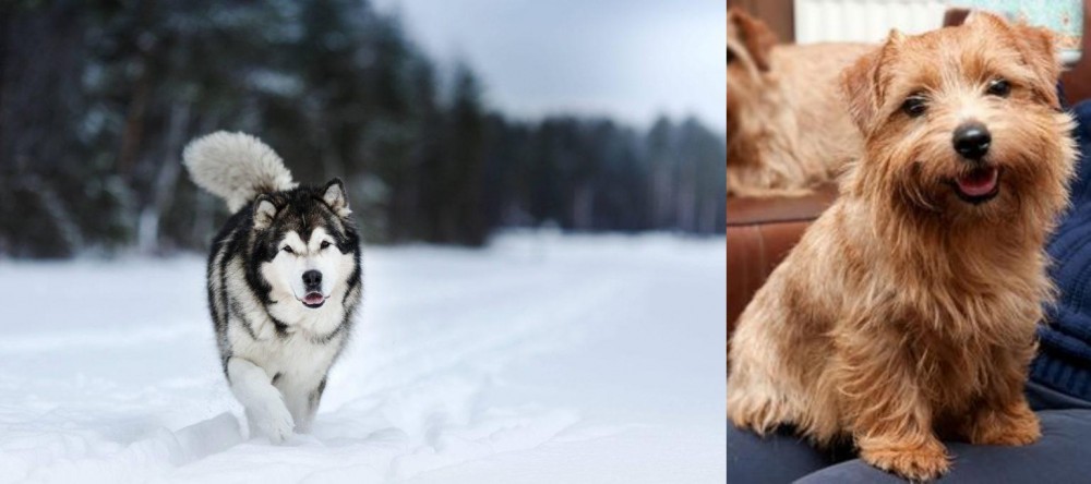 Norfolk Terrier vs Siberian Husky - Breed Comparison