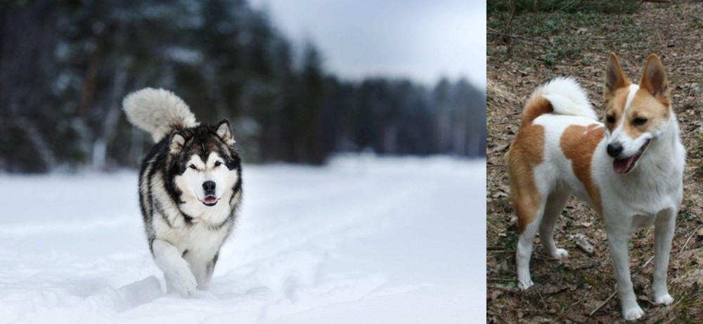 Norrbottenspets vs Siberian Husky - Breed Comparison