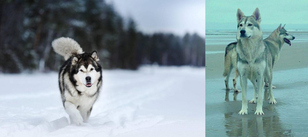 Northern Inuit Dog vs Siberian Husky - Breed Comparison