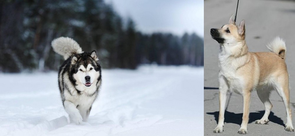 Norwegian Buhund vs Siberian Husky - Breed Comparison