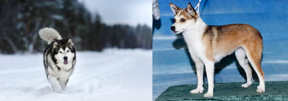 Norwegian Lundehund vs Siberian Husky - Breed Comparison