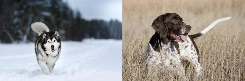Old Danish Pointer vs Siberian Husky - Breed Comparison
