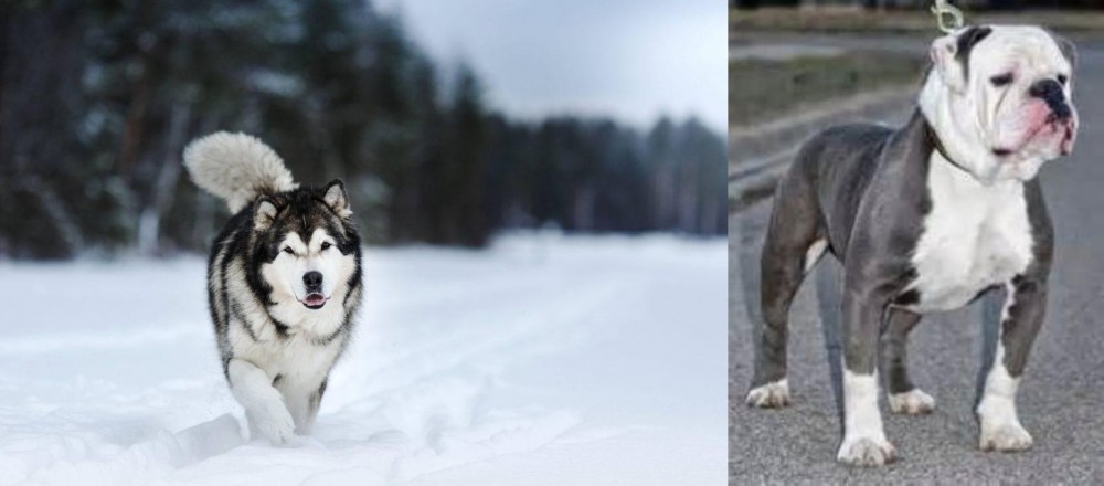 Old English Bulldog vs Siberian Husky - Breed Comparison