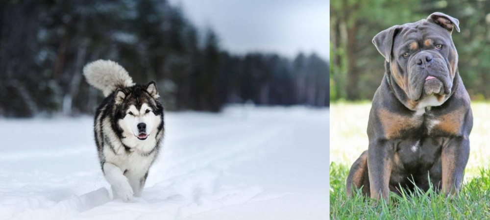 Olde English Bulldogge vs Siberian Husky - Breed Comparison