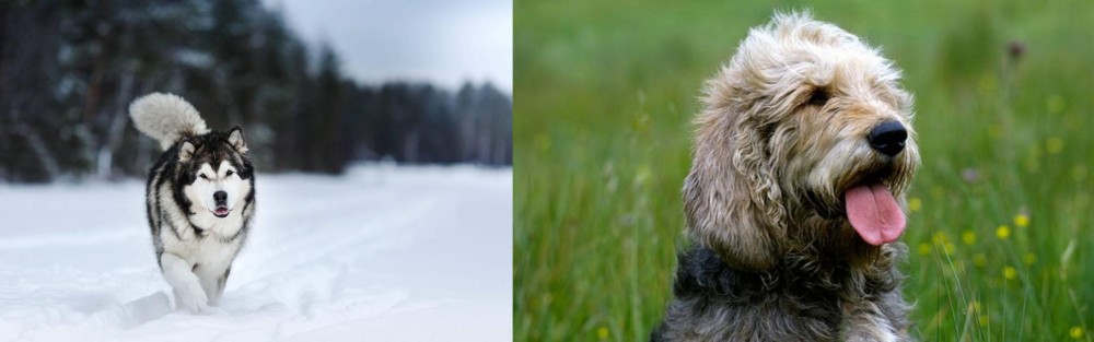 Otterhound vs Siberian Husky - Breed Comparison