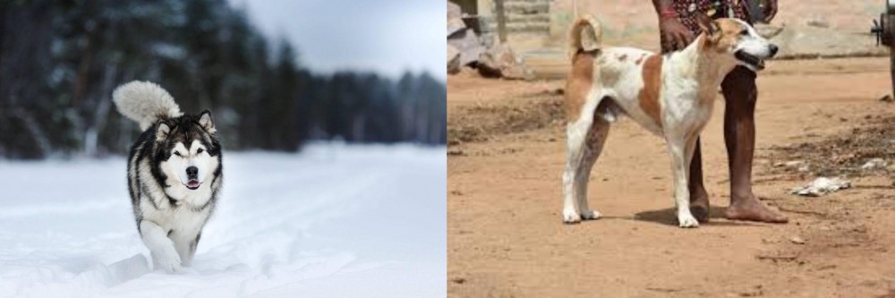 Pandikona vs Siberian Husky - Breed Comparison