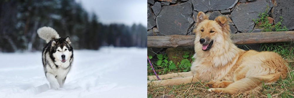 Pastor Garafiano vs Siberian Husky - Breed Comparison