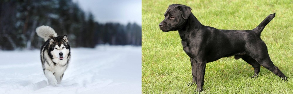 Patterdale Terrier vs Siberian Husky - Breed Comparison