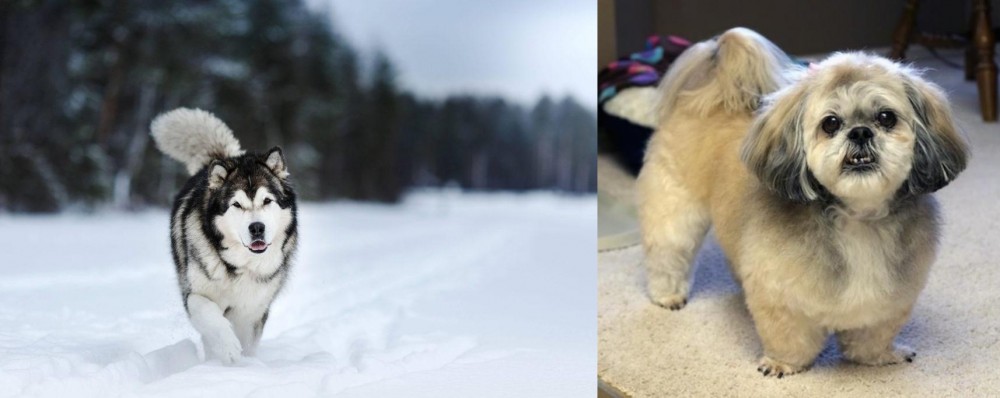 PekePoo vs Siberian Husky - Breed Comparison