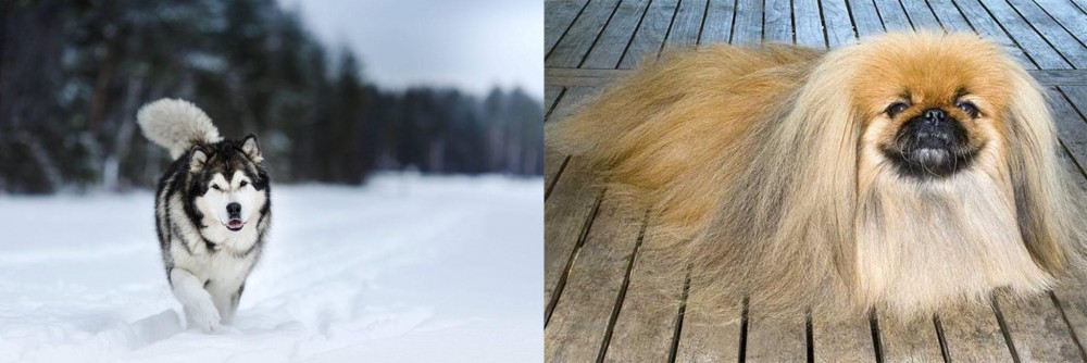 Pekingese vs Siberian Husky - Breed Comparison