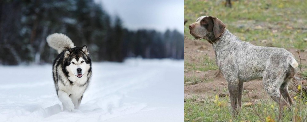 Perdiguero de Burgos vs Siberian Husky - Breed Comparison