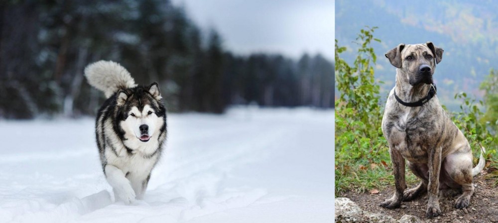 Perro Cimarron vs Siberian Husky - Breed Comparison