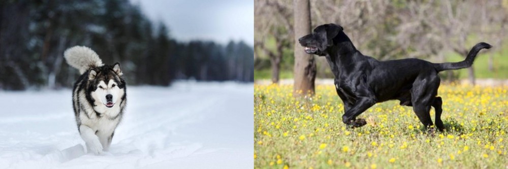 Perro de Pastor Mallorquin vs Siberian Husky - Breed Comparison
