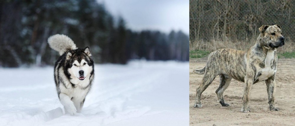 Perro de Presa Mallorquin vs Siberian Husky - Breed Comparison