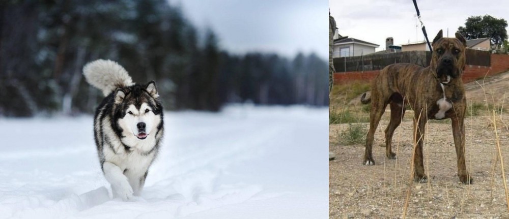 Perro de Toro vs Siberian Husky - Breed Comparison