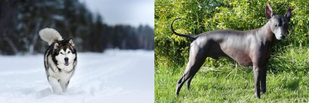 Peruvian Hairless vs Siberian Husky - Breed Comparison