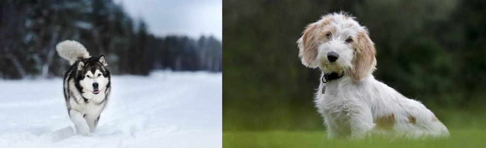 Petit Basset Griffon Vendeen vs Siberian Husky - Breed Comparison