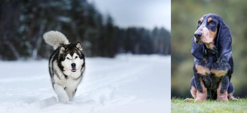 Petit Bleu de Gascogne vs Siberian Husky - Breed Comparison