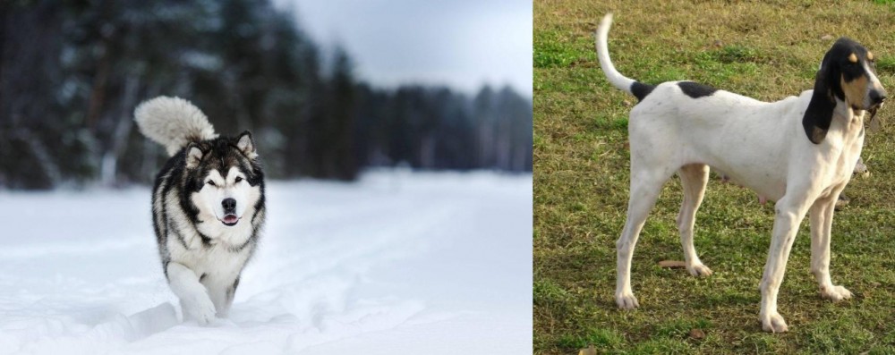 Petit Gascon Saintongeois vs Siberian Husky - Breed Comparison