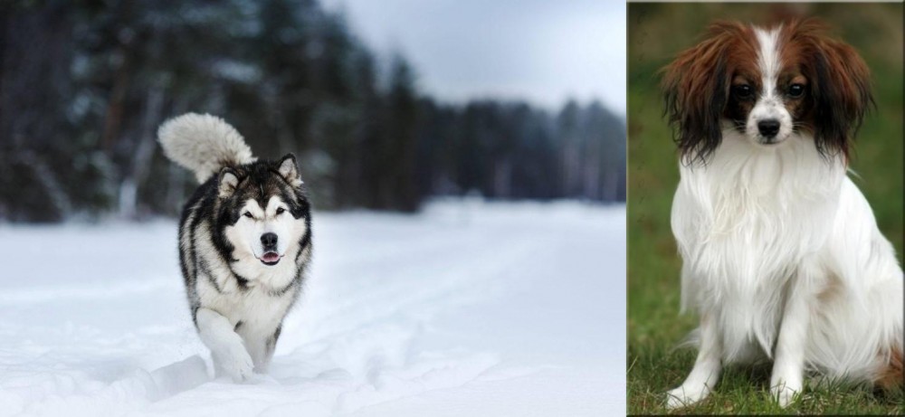Phalene vs Siberian Husky - Breed Comparison