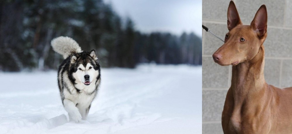 Pharaoh Hound vs Siberian Husky - Breed Comparison