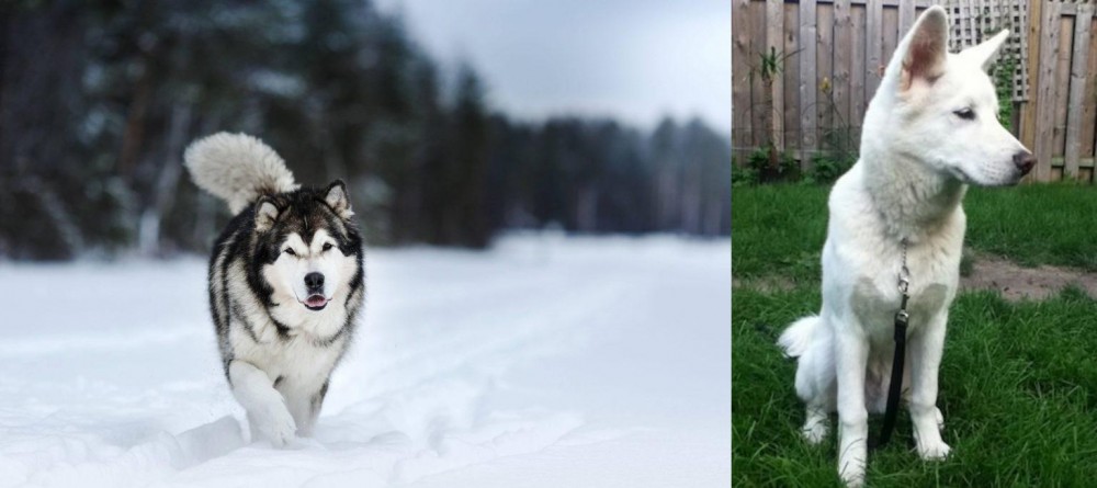 Phung San vs Siberian Husky - Breed Comparison