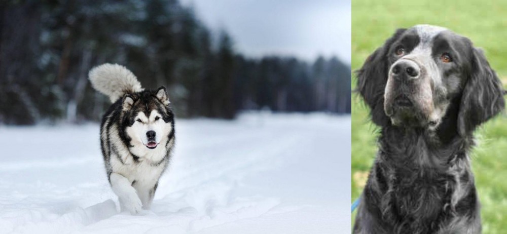 Picardy Spaniel vs Siberian Husky - Breed Comparison