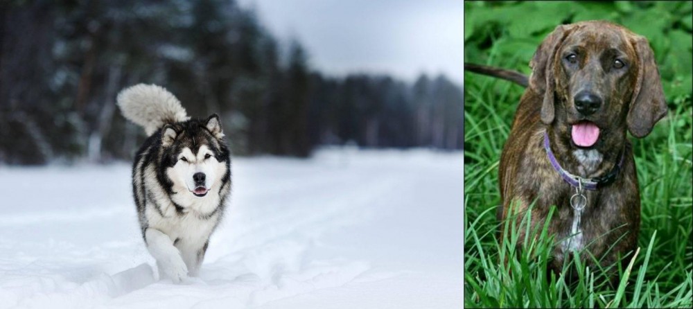 Plott Hound vs Siberian Husky - Breed Comparison