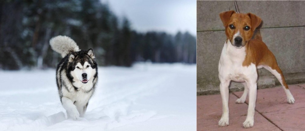 Plummer Terrier vs Siberian Husky - Breed Comparison