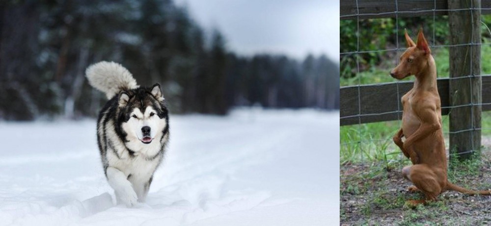 Podenco Andaluz vs Siberian Husky - Breed Comparison