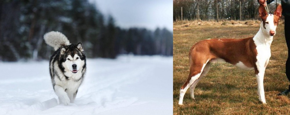 Podenco Canario vs Siberian Husky - Breed Comparison