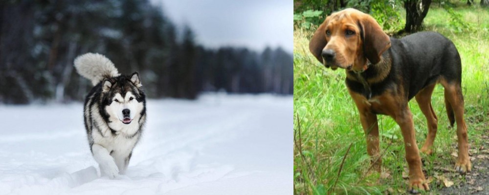Polish Hound vs Siberian Husky - Breed Comparison