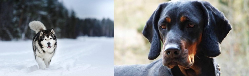 Polish Hunting Dog vs Siberian Husky - Breed Comparison