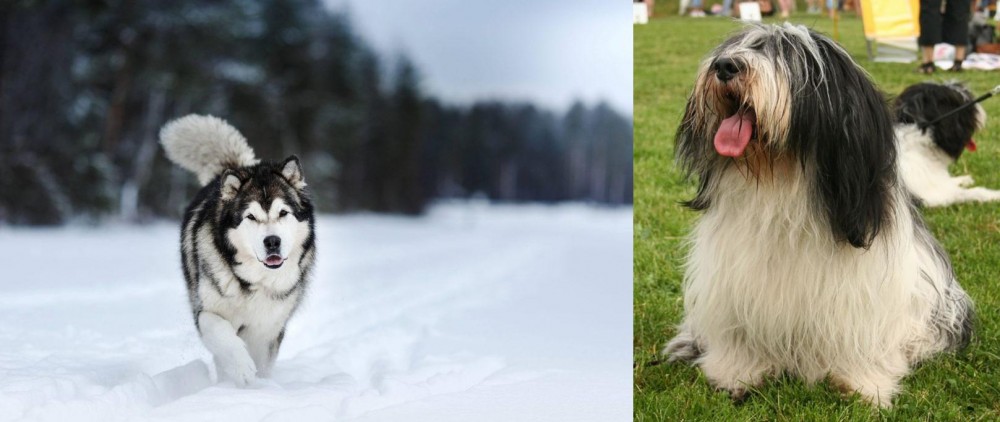 Polish Lowland Sheepdog vs Siberian Husky - Breed Comparison
