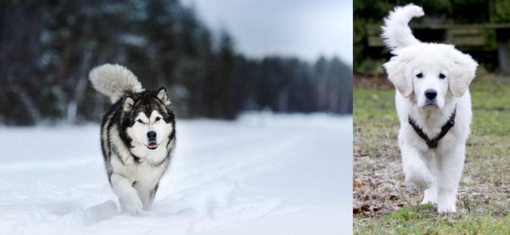 Polish Tatra Sheepdog vs Siberian Husky - Breed Comparison