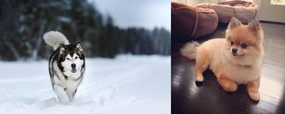 Pomeranian vs Siberian Husky - Breed Comparison